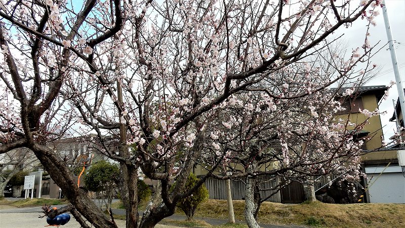 f:id:boianuf:20190313161727j:plain