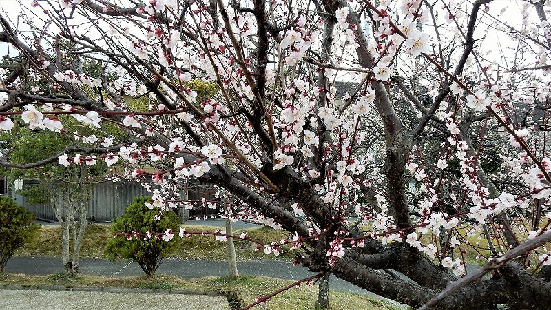 f:id:boianuf:20190313161757j:plain