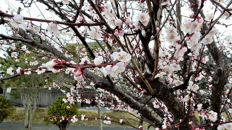 f:id:boianuf:20190313161810j:plain