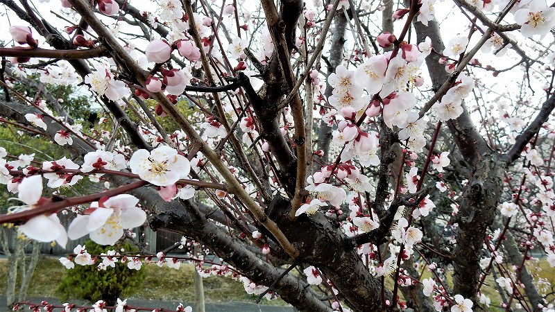 f:id:boianuf:20190313161825j:plain
