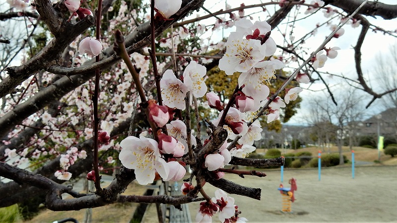 f:id:boianuf:20190313161850j:plain