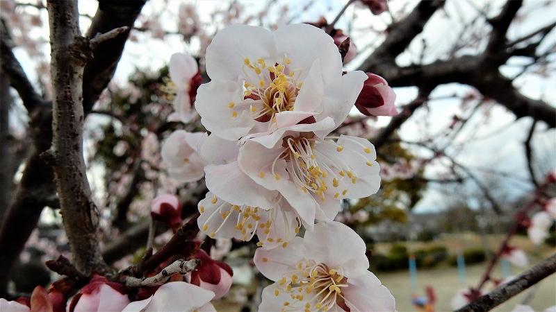f:id:boianuf:20190313161932j:plain