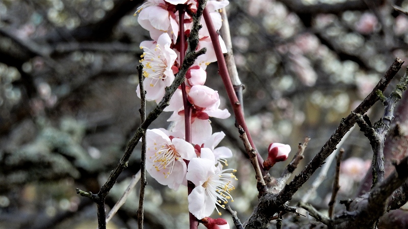 f:id:boianuf:20190313162005j:plain