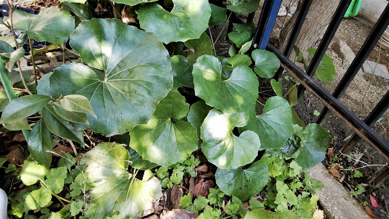 f:id:boianuf:20190315165700j:plain