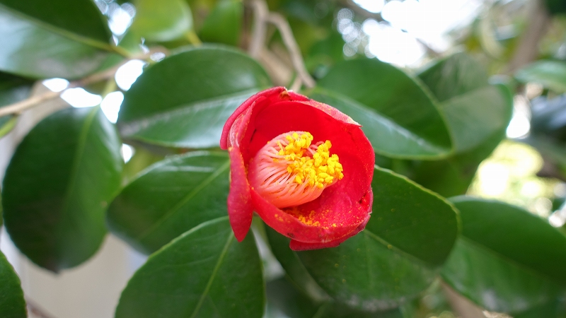 f:id:boianuf:20190320133618j:plain
