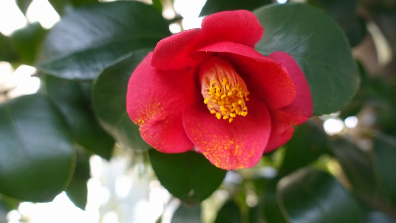 f:id:boianuf:20190320133645j:plain
