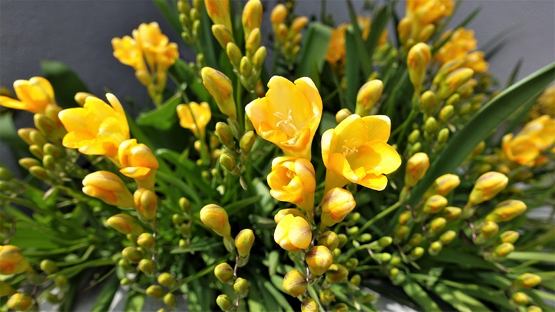 f:id:boianuf:20190412141855j:plain