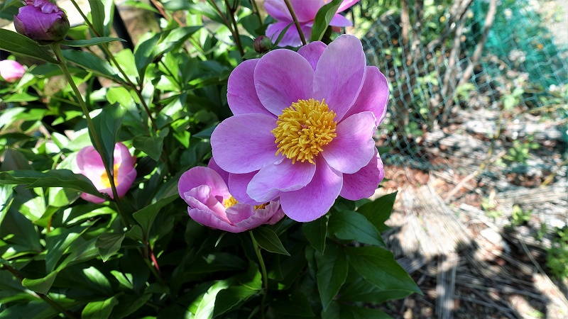 f:id:boianuf:20190511135826j:plain