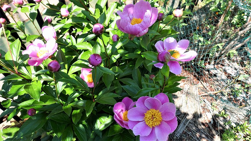 f:id:boianuf:20190511135843j:plain