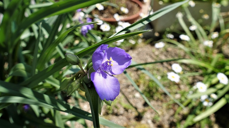 f:id:boianuf:20190511135921j:plain