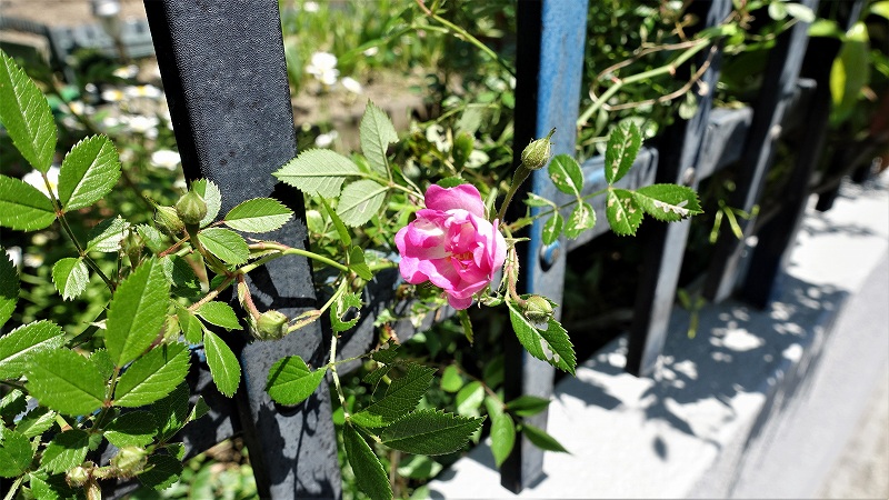 f:id:boianuf:20190511135950j:plain