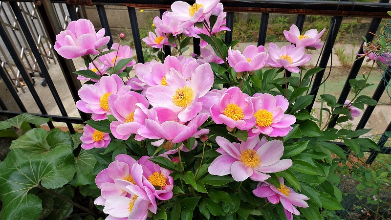 f:id:boianuf:20190514131213j:plain