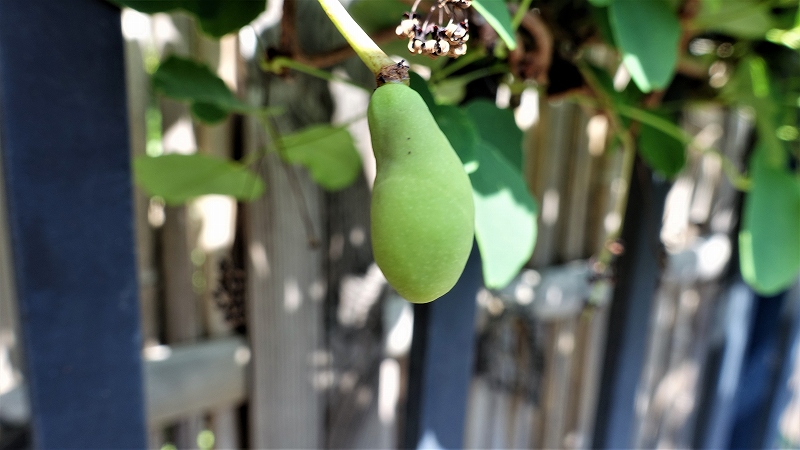 f:id:boianuf:20190515135015j:plain