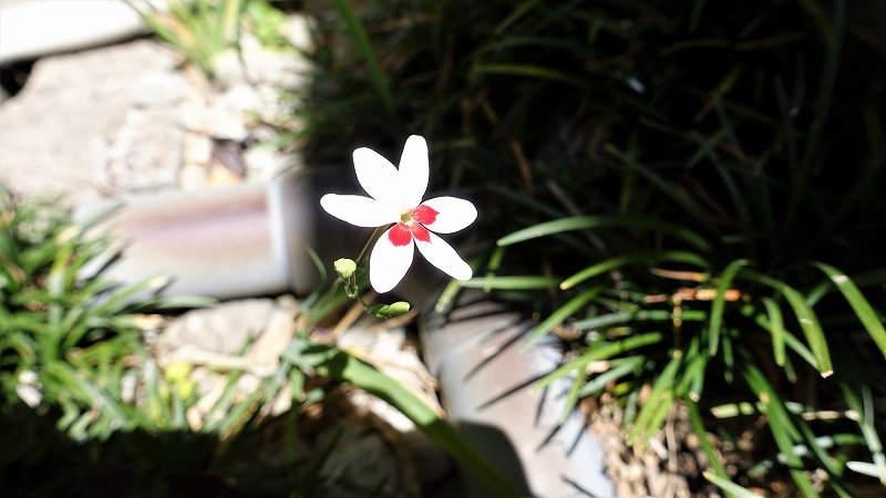 f:id:boianuf:20190523104635j:plain