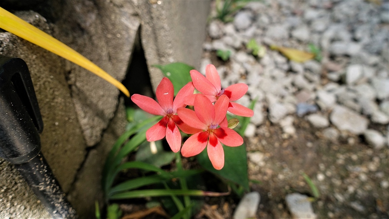 f:id:boianuf:20190523104646j:plain