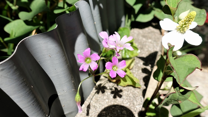 f:id:boianuf:20190523104713j:plain