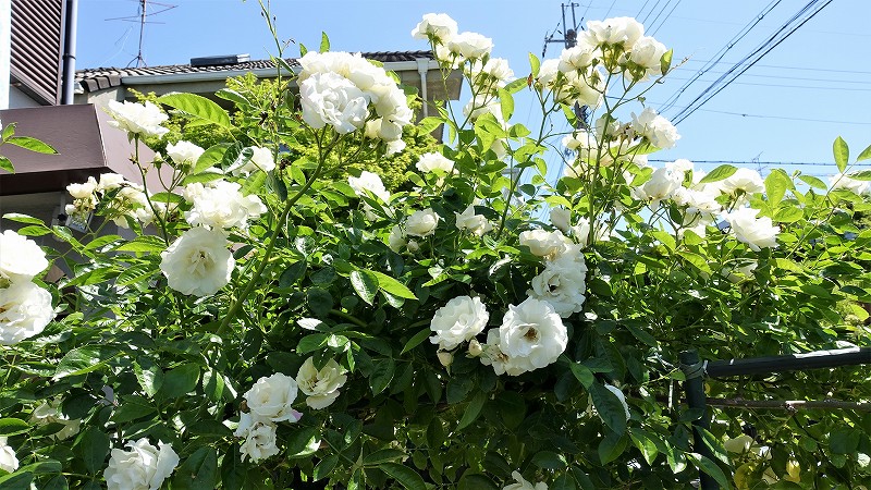 f:id:boianuf:20190523104734j:plain