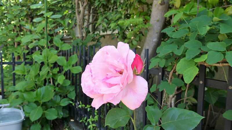 f:id:boianuf:20190523104808j:plain