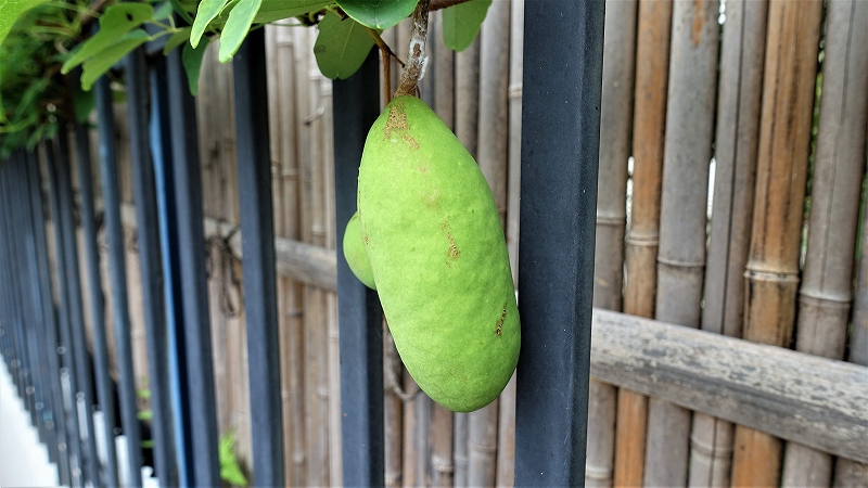 f:id:boianuf:20190703134042j:plain