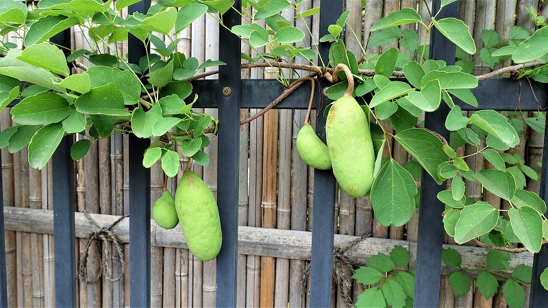 f:id:boianuf:20190703134136j:plain