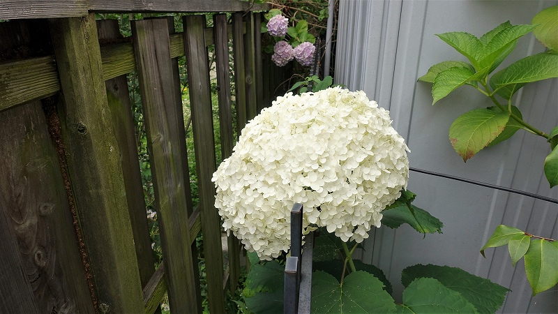 f:id:boianuf:20190703134450j:plain