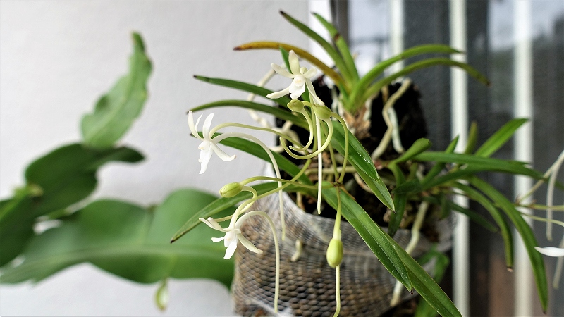 f:id:boianuf:20190709093328j:plain