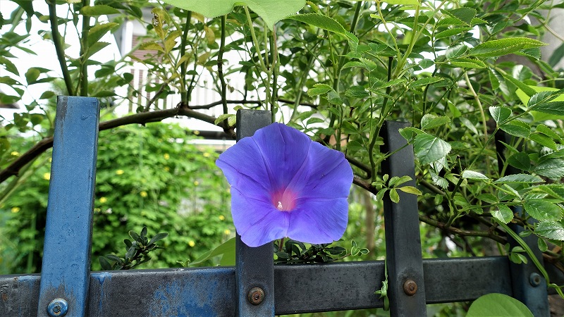 f:id:boianuf:20190724101548j:plain