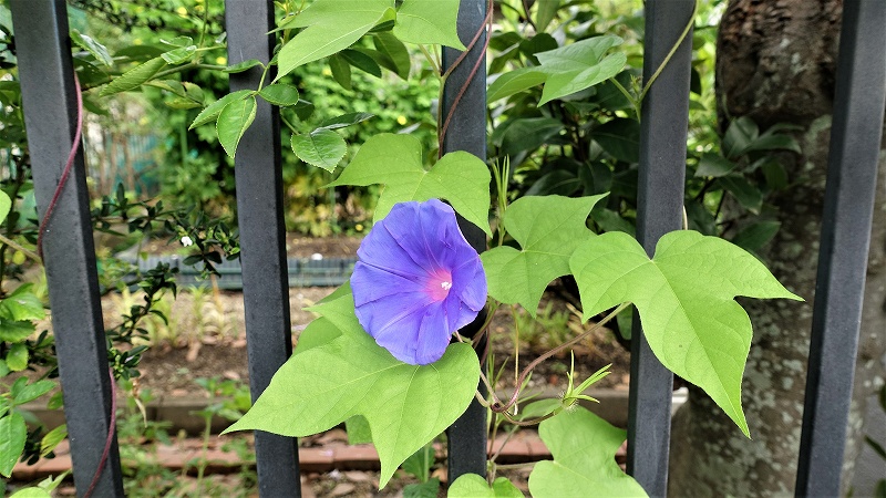 f:id:boianuf:20190724101625j:plain