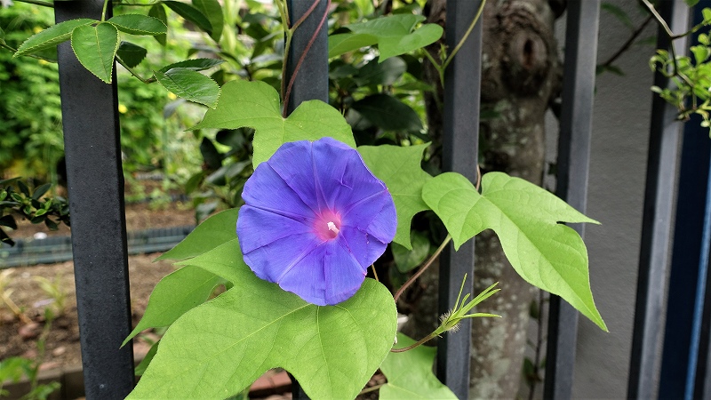 f:id:boianuf:20190724101636j:plain