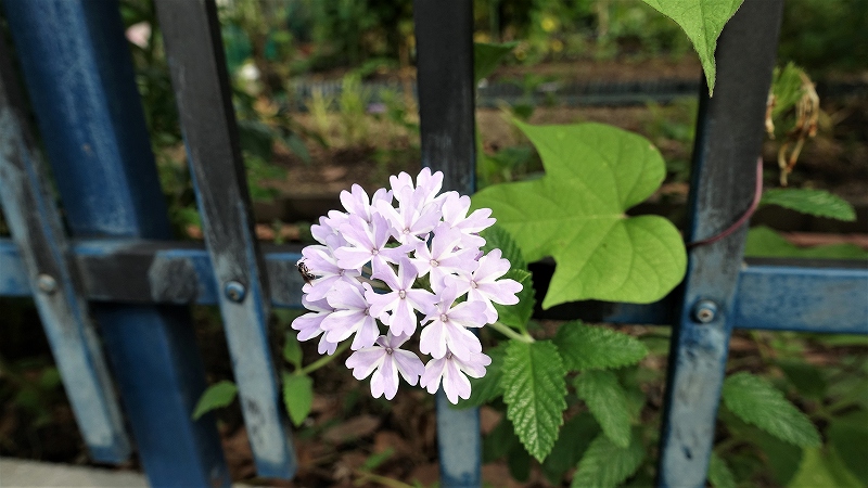 f:id:boianuf:20190724101650j:plain