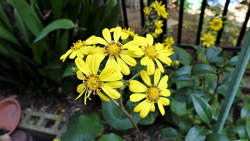 f:id:boianuf:20191102125521j:plain