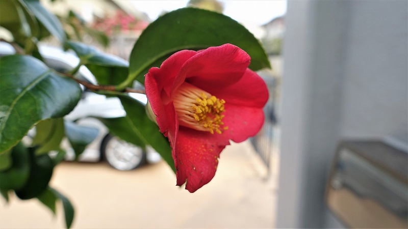 f:id:boianuf:20200125133714j:plain