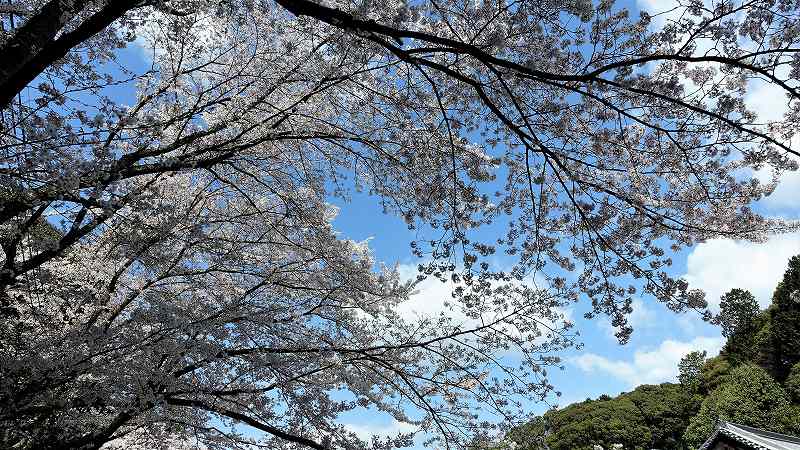 f:id:boianuf:20200406152245j:plain