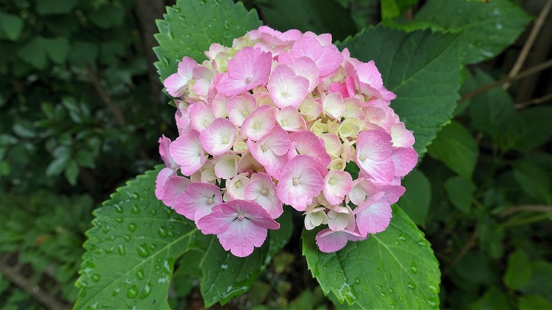 f:id:boianuf:20200611113206j:plain