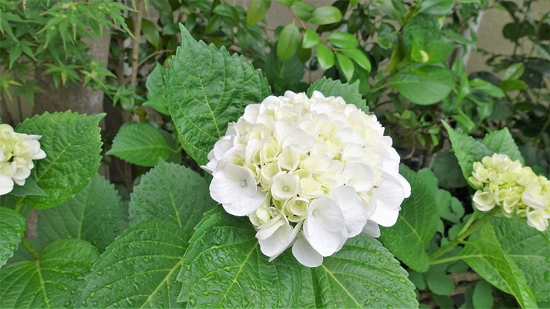 f:id:boianuf:20200611113249j:plain