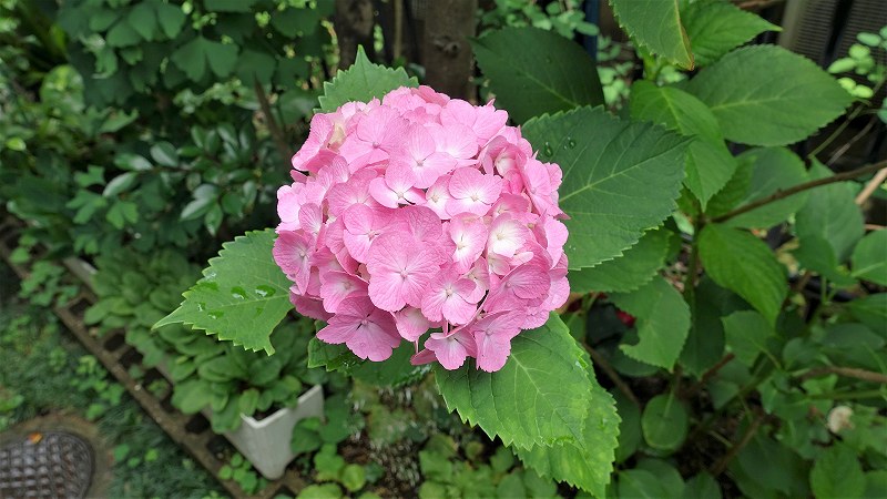 f:id:boianuf:20200614150117j:plain