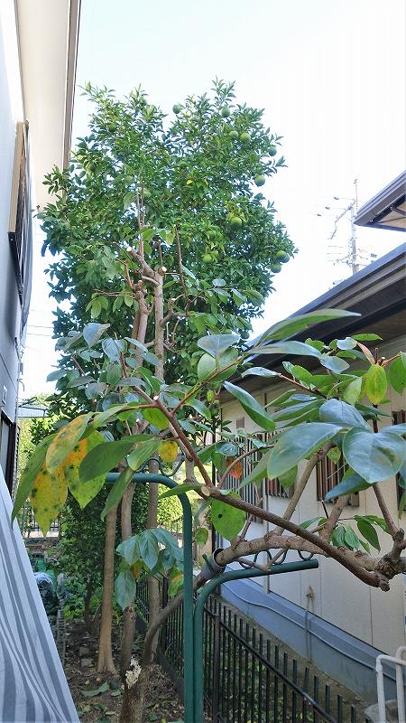 f:id:boianuf:20201012164411j:plain