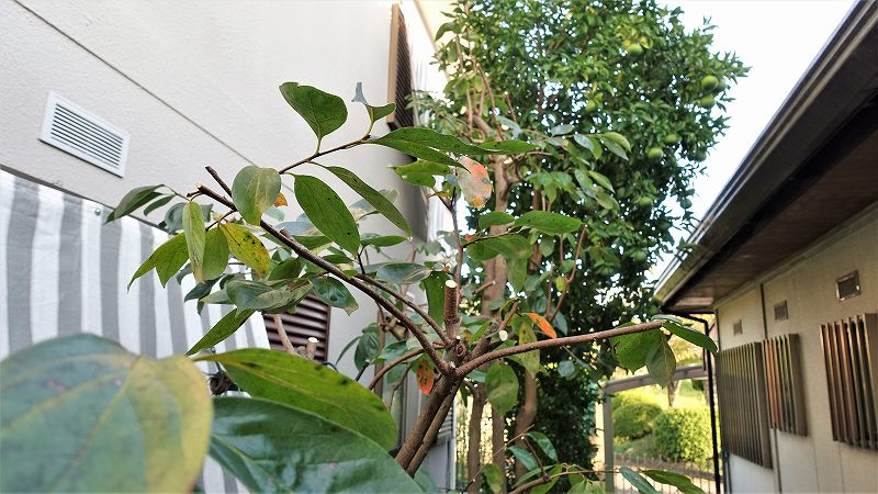 f:id:boianuf:20201012164529j:plain