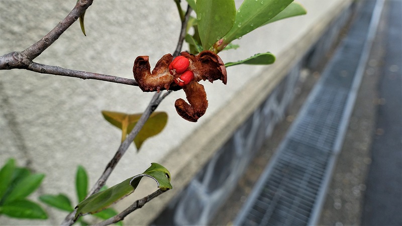f:id:boianuf:20201019150914j:plain
