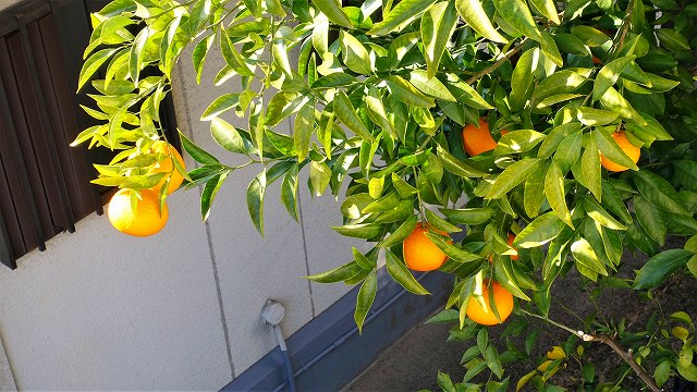 f:id:boianuf:20201222144246j:plain