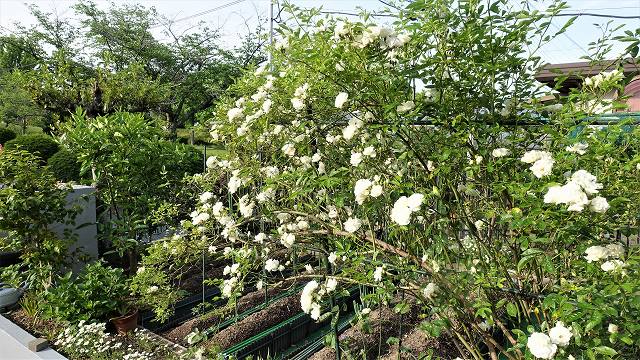 f:id:boianuf:20210517132255j:plain