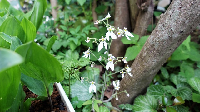 f:id:boianuf:20210517132315j:plain