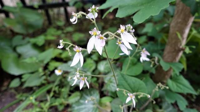 f:id:boianuf:20210517132334j:plain