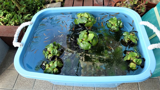 f:id:boianuf:20210517132357j:plain