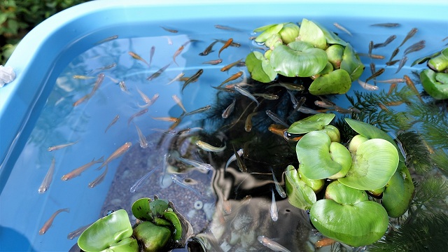 f:id:boianuf:20210517132420j:plain