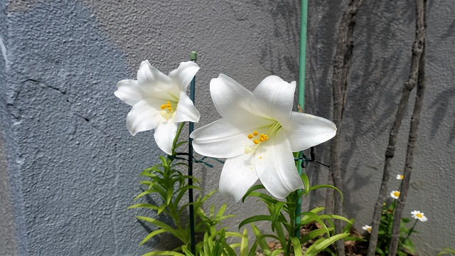 f:id:boianuf:20210603142954j:plain