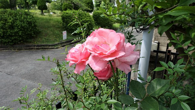 f:id:boianuf:20210615153741j:plain