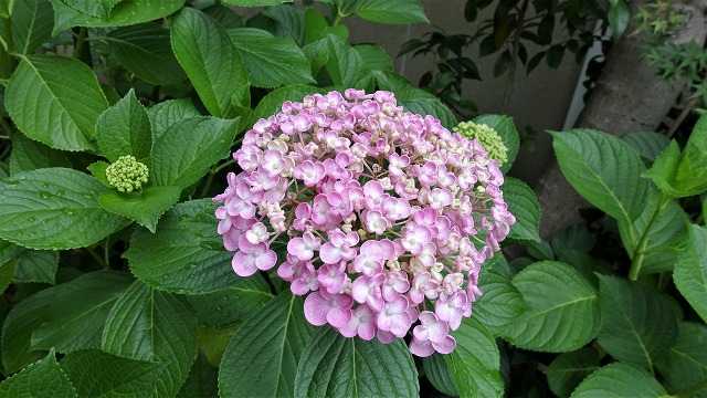 f:id:boianuf:20210615153819j:plain