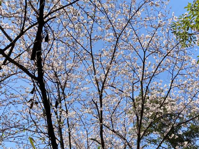 f:id:boianuf:20220401142955j:plain