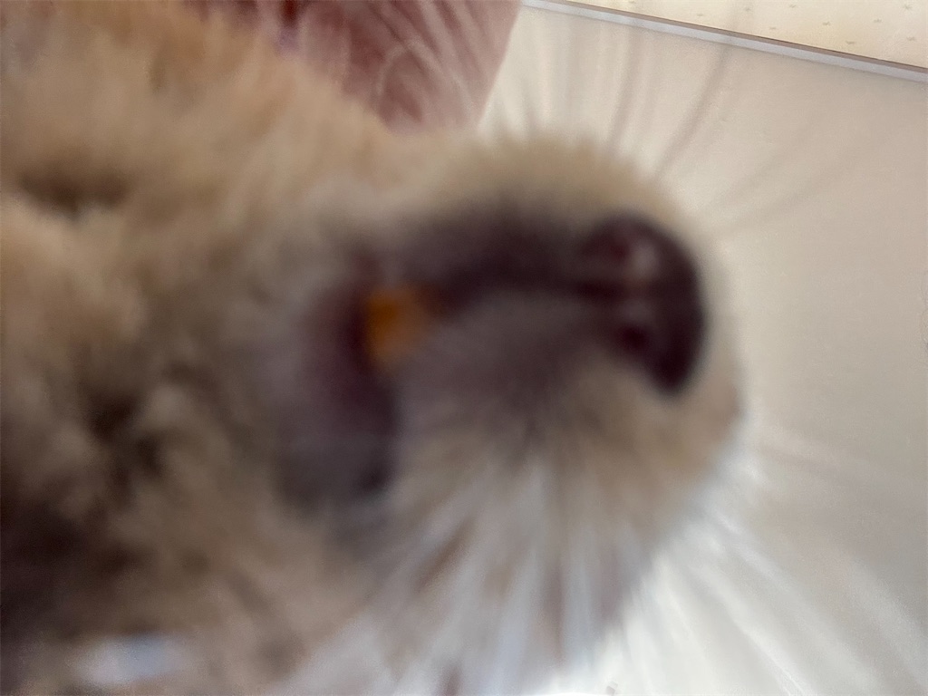 f:id:boiledwater:20250426180854j:image